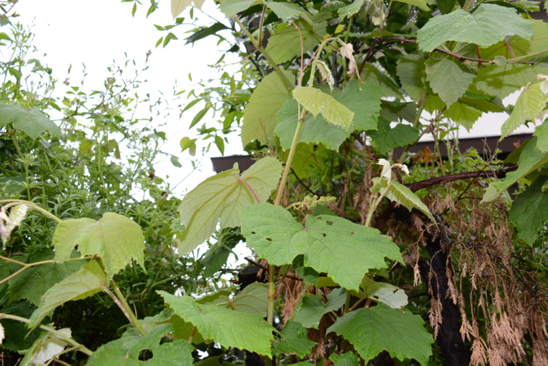 f:id:rotling:20140429080058j:image