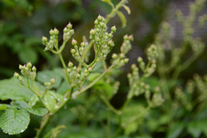 f:id:rotling:20140429080236j:image