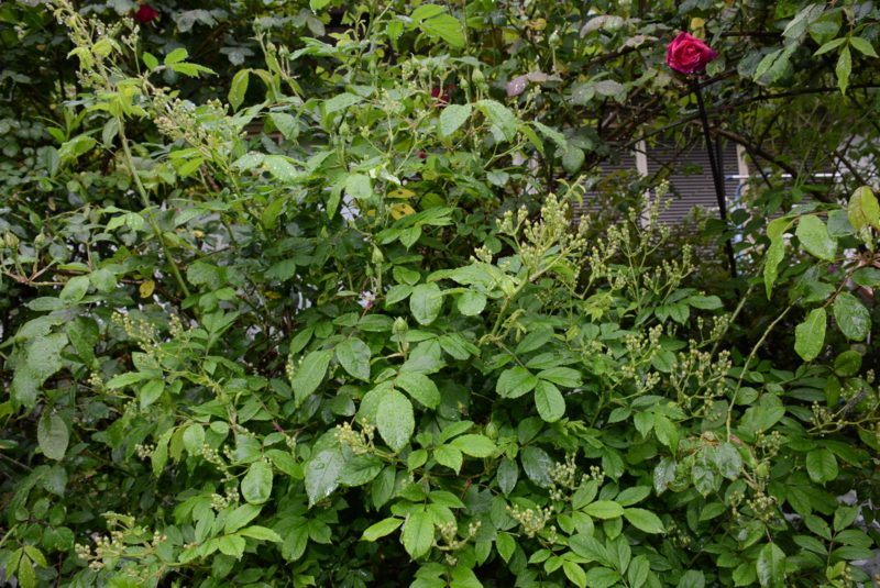 f:id:rotling:20140429080240j:image