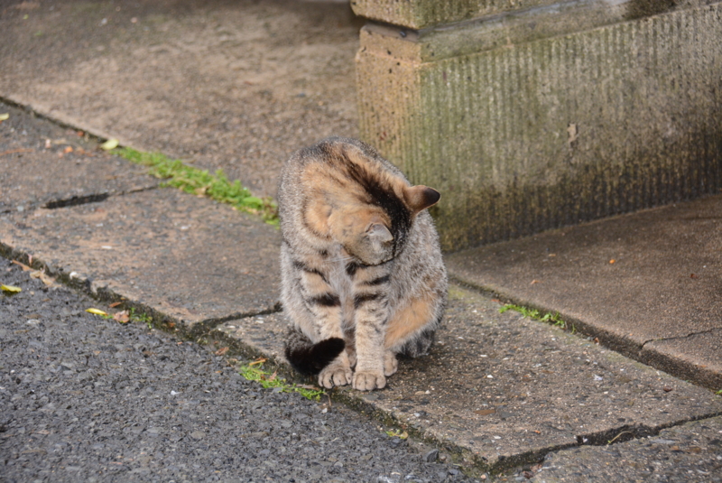 f:id:rotling:20140429080302j:image