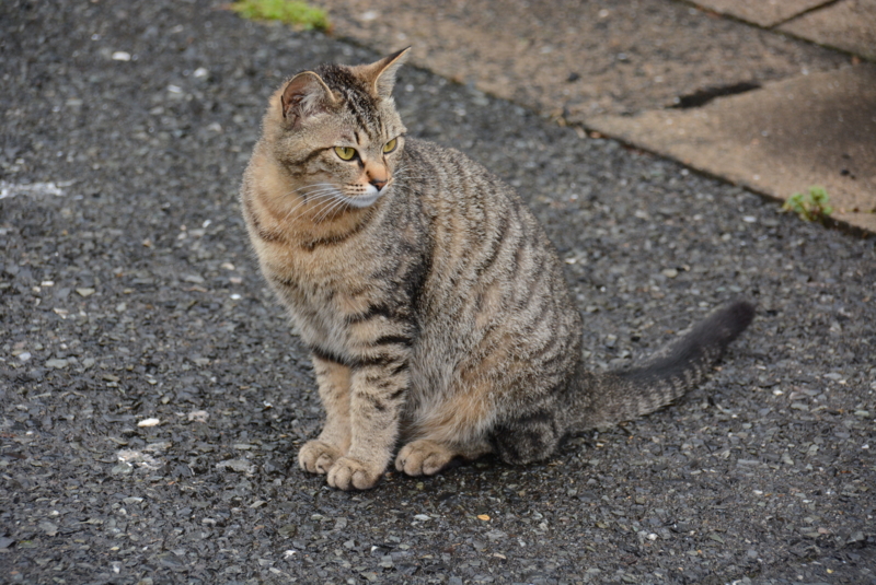 f:id:rotling:20140429080527j:image