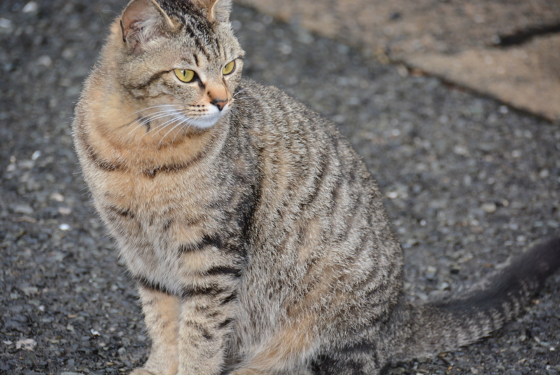 f:id:rotling:20140429080531j:image