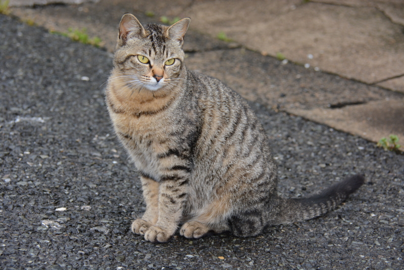 f:id:rotling:20140429080546j:image