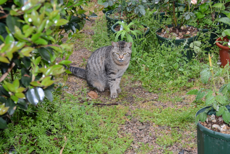 f:id:rotling:20140429080814j:image