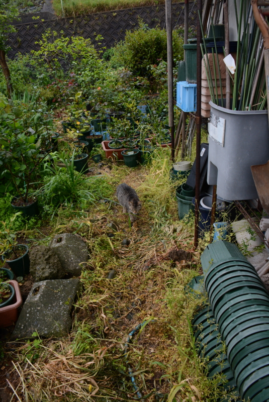 f:id:rotling:20140429080952j:image