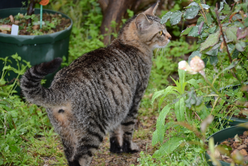 f:id:rotling:20140429081009j:image