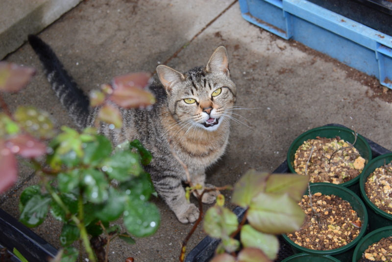 f:id:rotling:20140429081031j:image