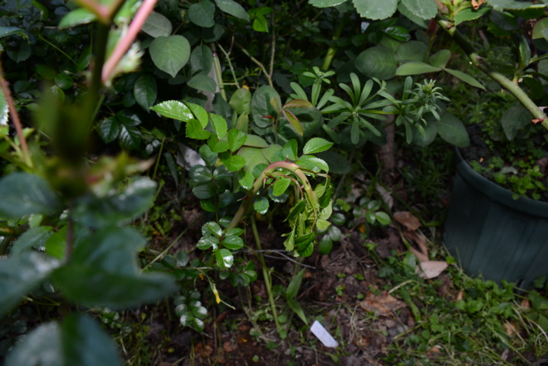 f:id:rotling:20140429183640j:image