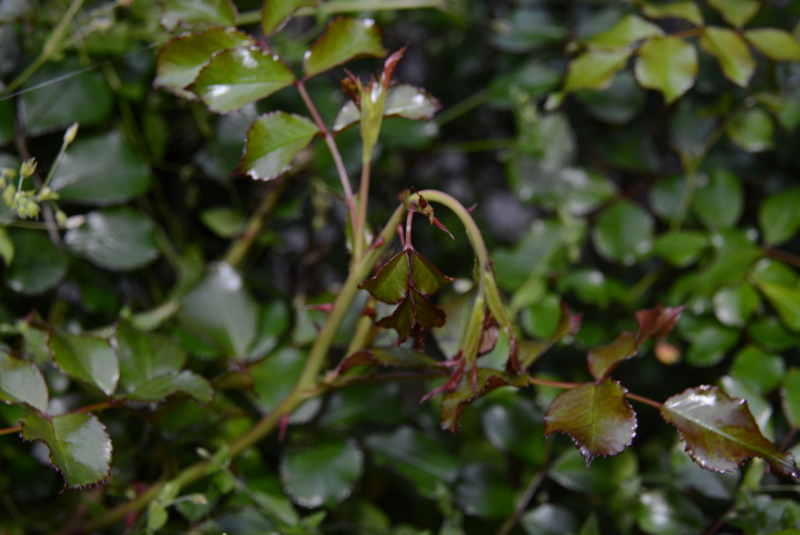 f:id:rotling:20140429183715j:image