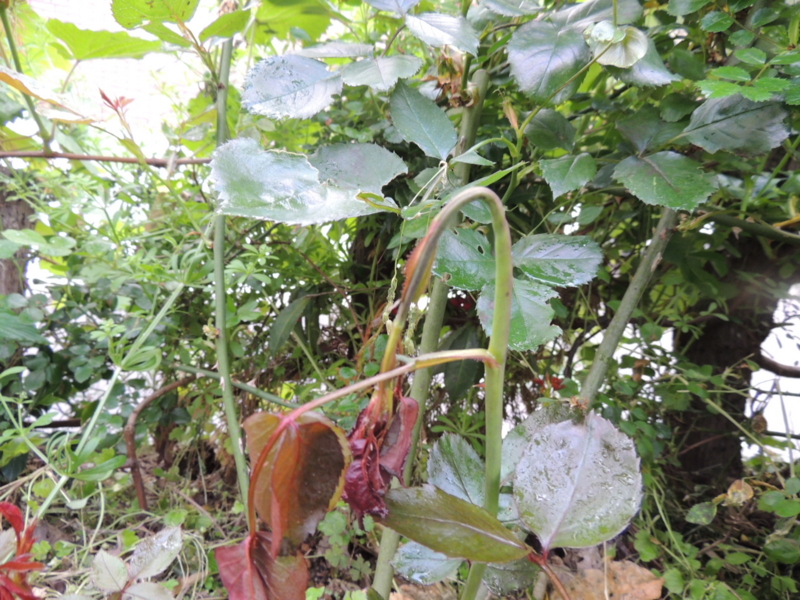 f:id:rotling:20140430073417j:image