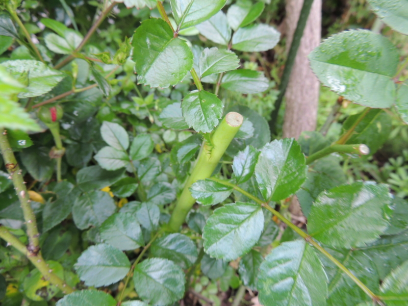 f:id:rotling:20140430073436j:image