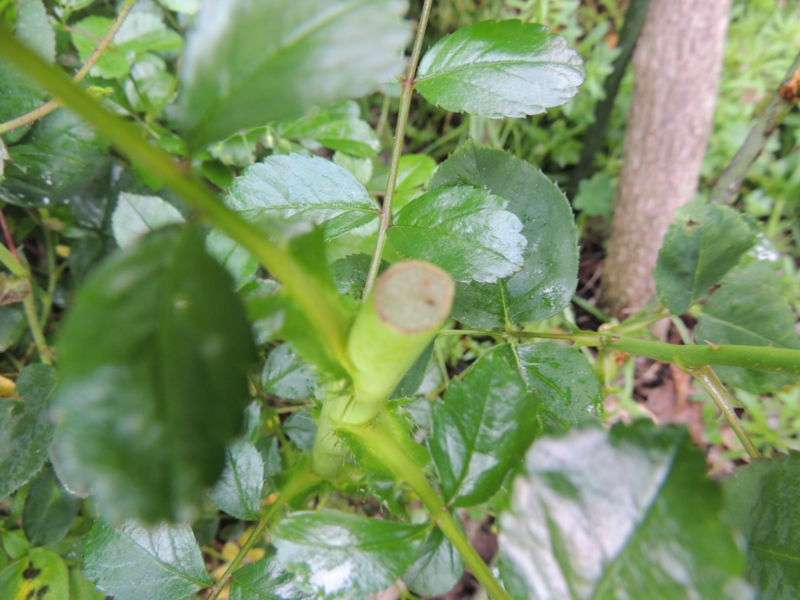 f:id:rotling:20140430073440j:image