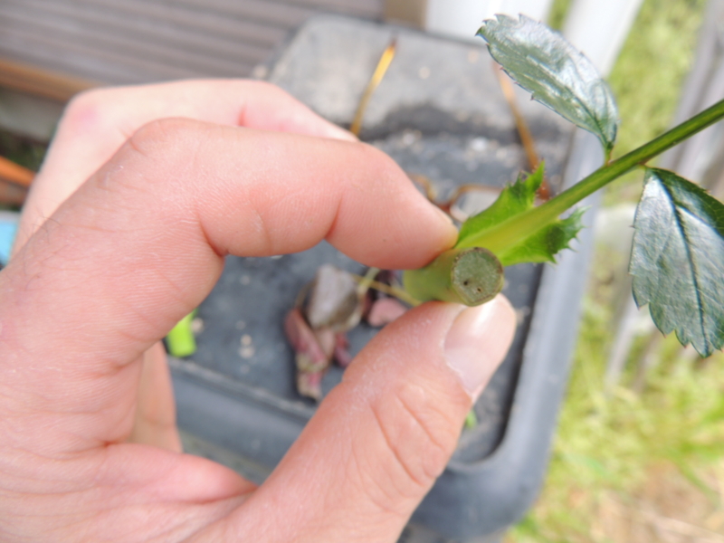 f:id:rotling:20140430073801j:image