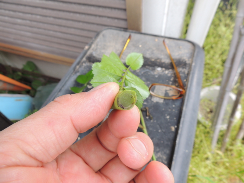 f:id:rotling:20140430073806j:image