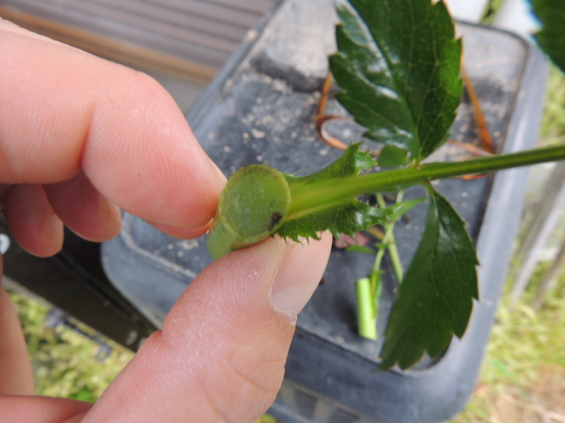 f:id:rotling:20140430073812j:image