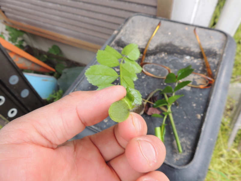 f:id:rotling:20140430073815j:image