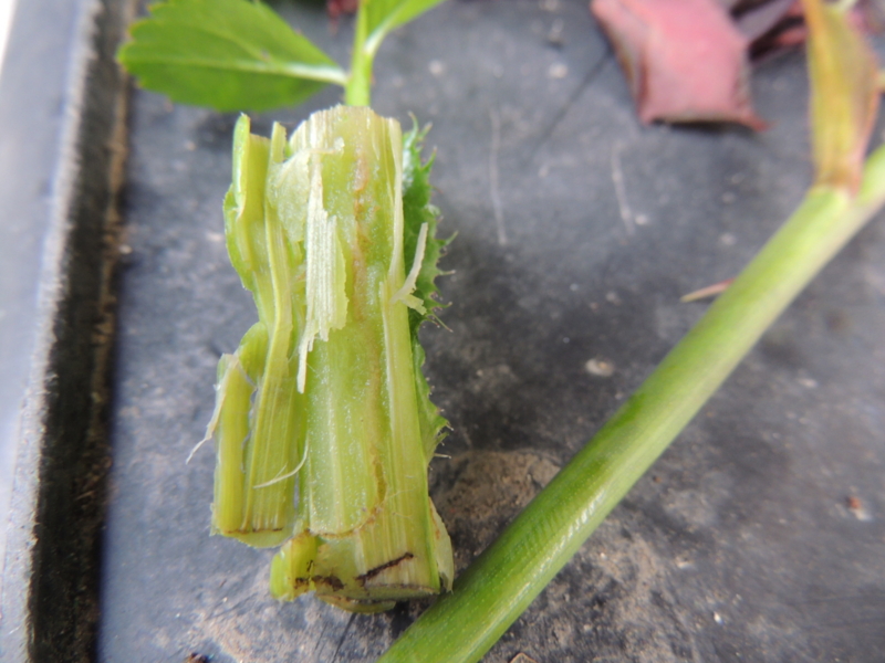 f:id:rotling:20140430074008j:image