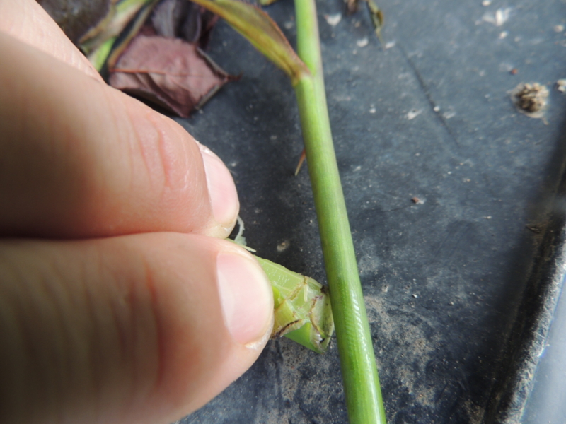 f:id:rotling:20140430074023j:image