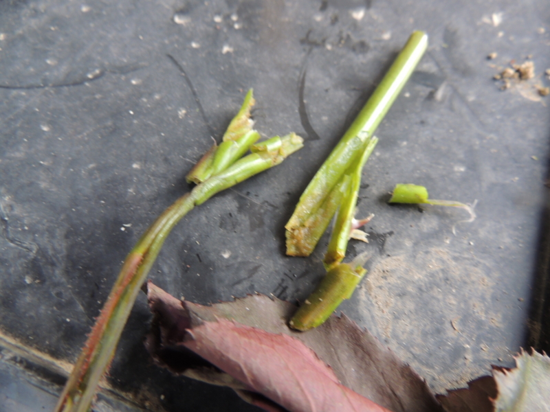 f:id:rotling:20140430074306j:image