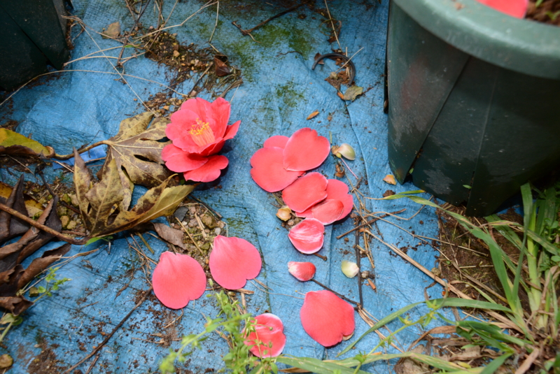 f:id:rotling:20140430082258j:image