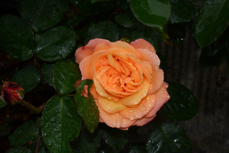 f:id:rotling:20140430120124j:image