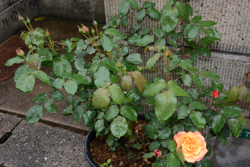 f:id:rotling:20140430120128j:image