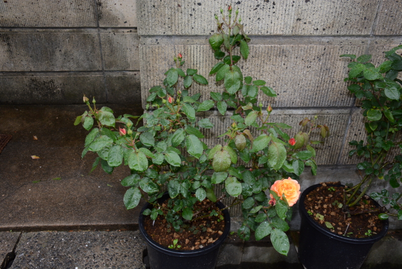 f:id:rotling:20140430120134j:image