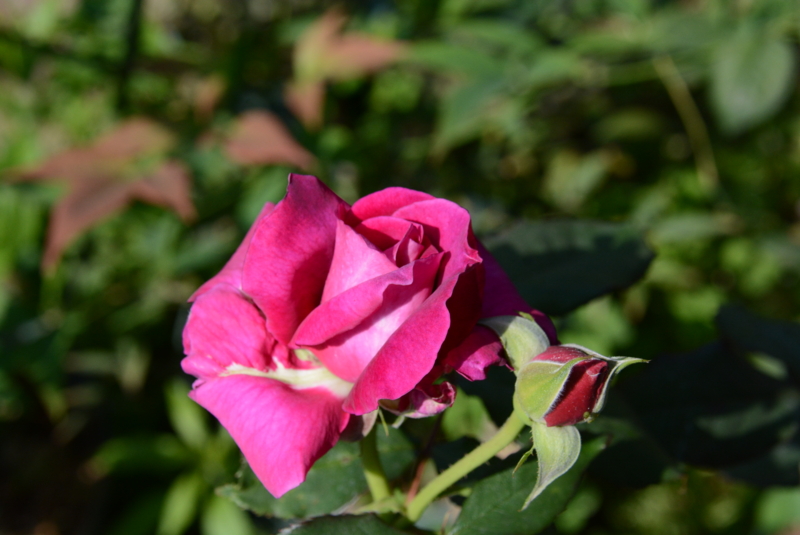 f:id:rotling:20140508090834j:image