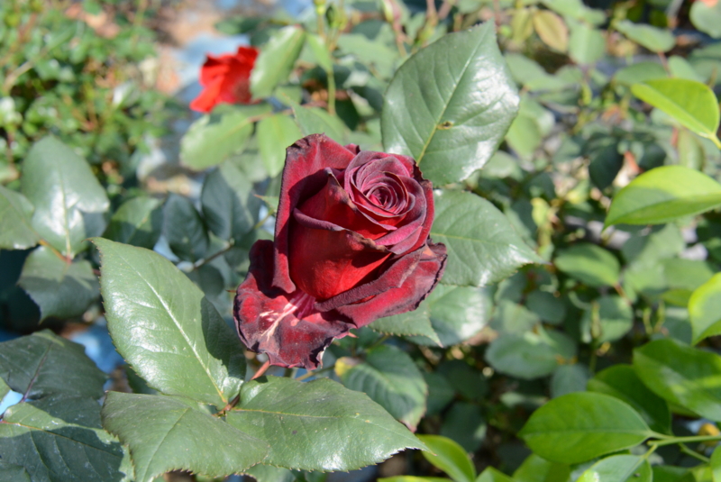 f:id:rotling:20140508091027j:image