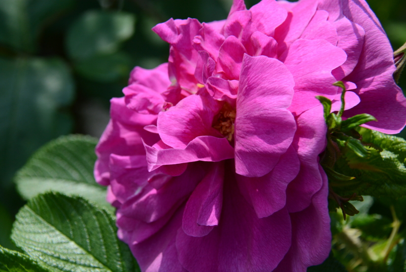 f:id:rotling:20140508091142j:image
