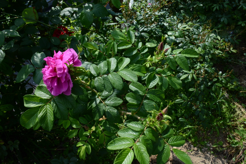 f:id:rotling:20140508091153j:image