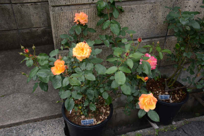 f:id:rotling:20140508135428j:image