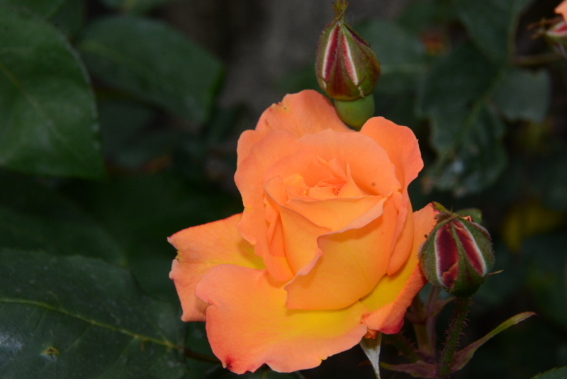 f:id:rotling:20140508135432j:image