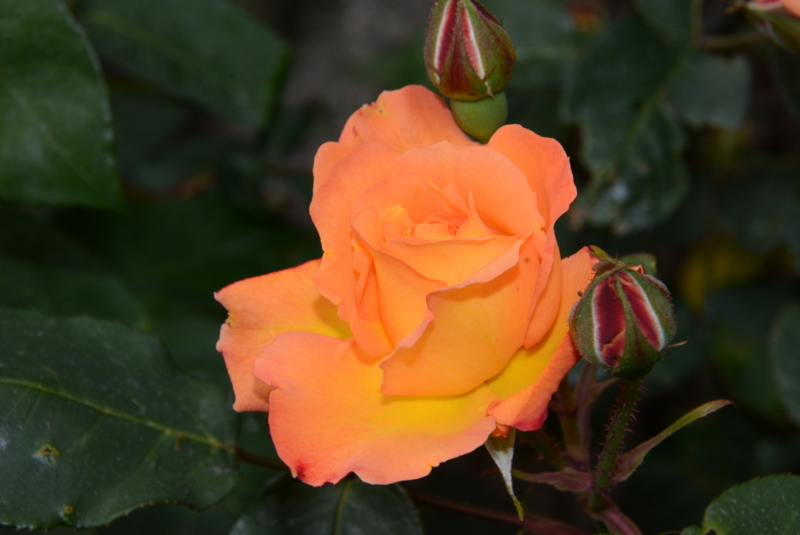 f:id:rotling:20140508135433j:image