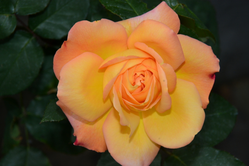 f:id:rotling:20140508135436j:image