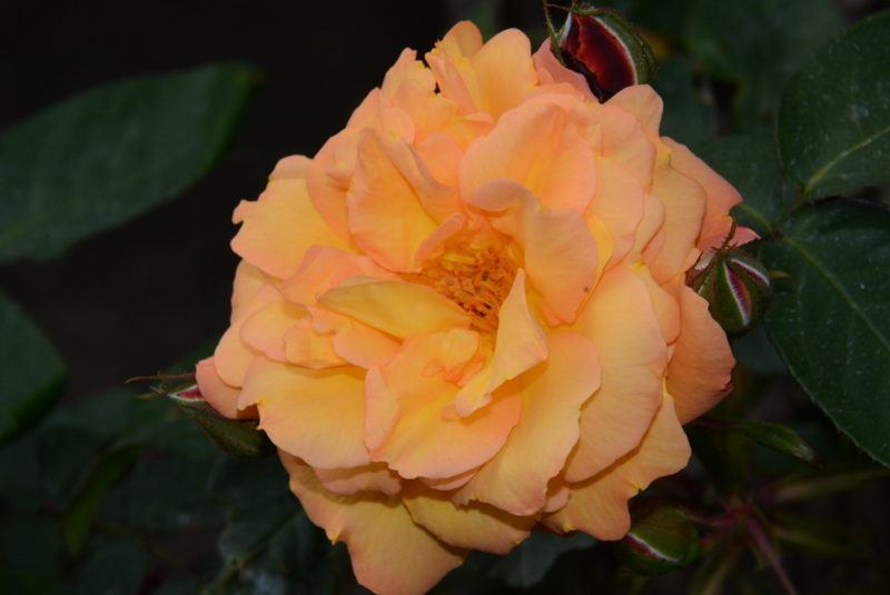 f:id:rotling:20140508135441j:image