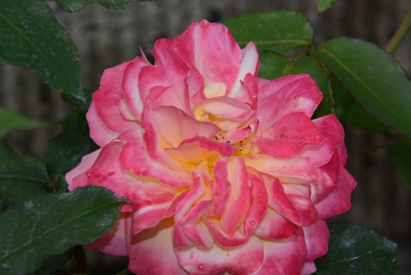 f:id:rotling:20140508135442j:image