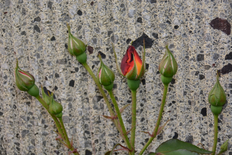f:id:rotling:20140508135447j:image