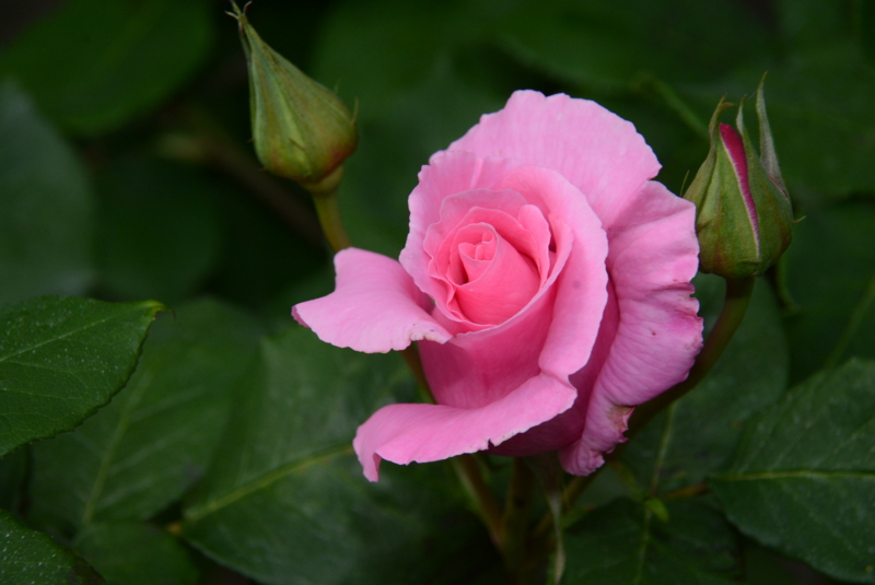 f:id:rotling:20140508135605j:image