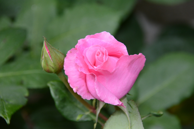 f:id:rotling:20140508135608j:image