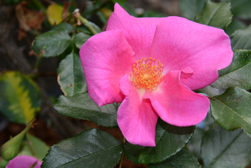 f:id:rotling:20140508135629j:image