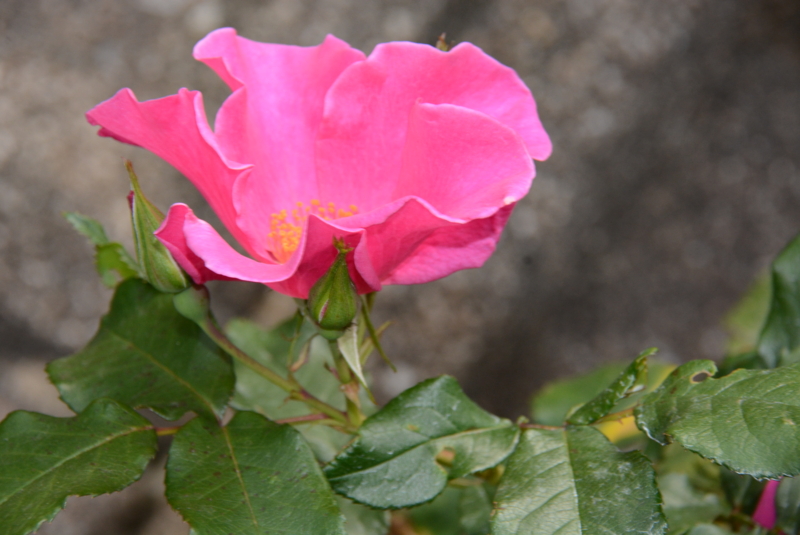 f:id:rotling:20140508135632j:image