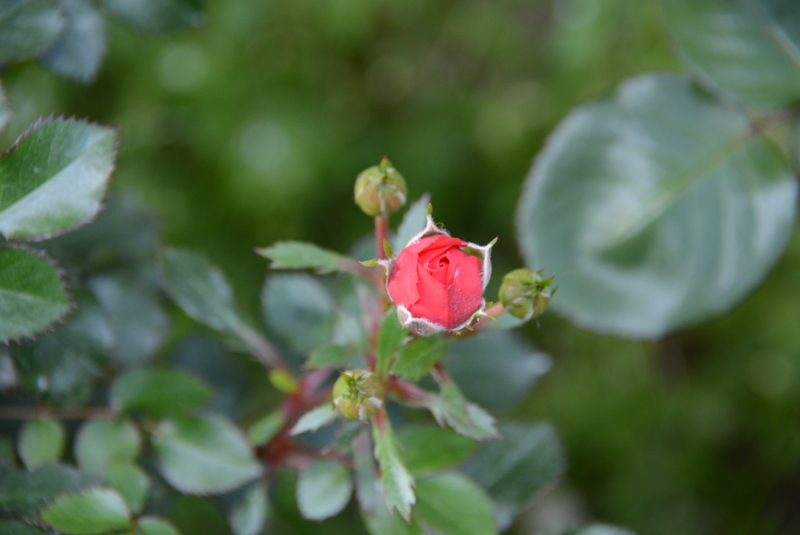 f:id:rotling:20140510160854j:image