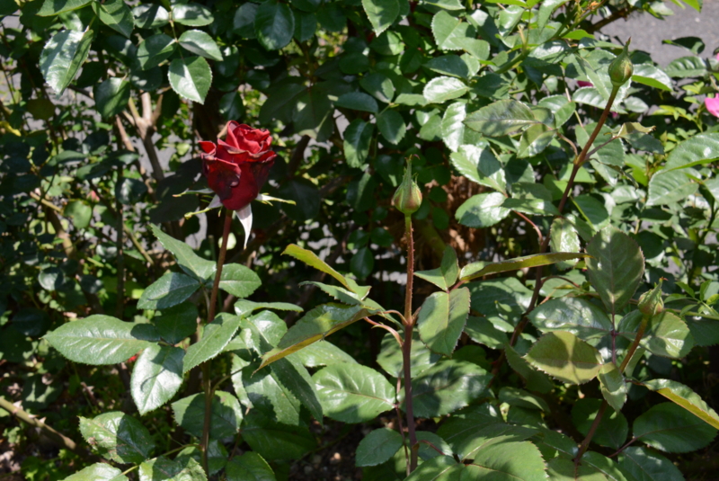 f:id:rotling:20140511105817j:image