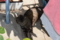 もも　ねこ