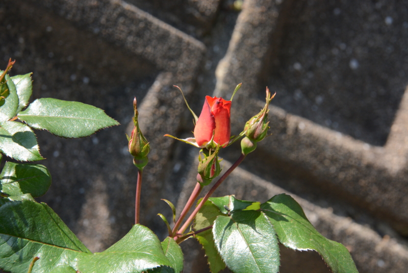 f:id:rotling:20140511110118j:image