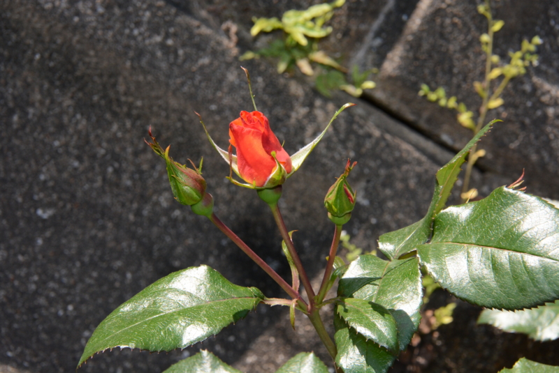 f:id:rotling:20140511110120j:image