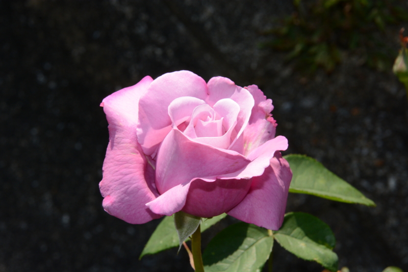 f:id:rotling:20140511110136j:image