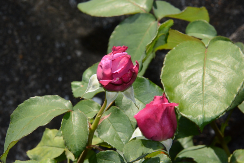 f:id:rotling:20140511110139j:image