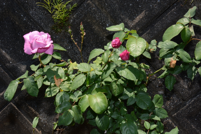 f:id:rotling:20140511110141j:image